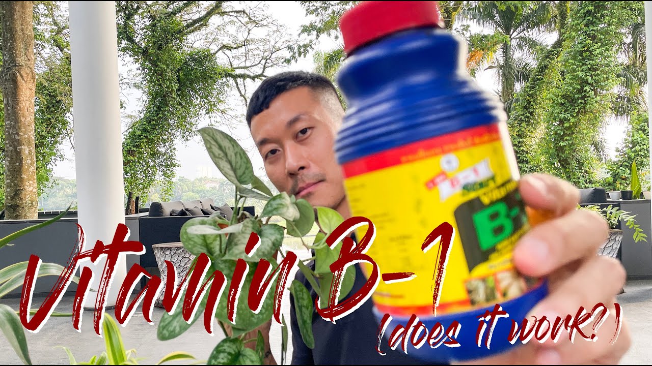 Does vitamin B1 help with plant growth?