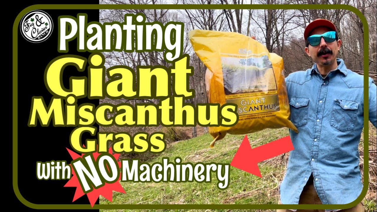 Planting Giant Miscanthus with NO Machinery for Deer Screening 🦌🌾 #Miscanthus #GiantMiscanthus #grow