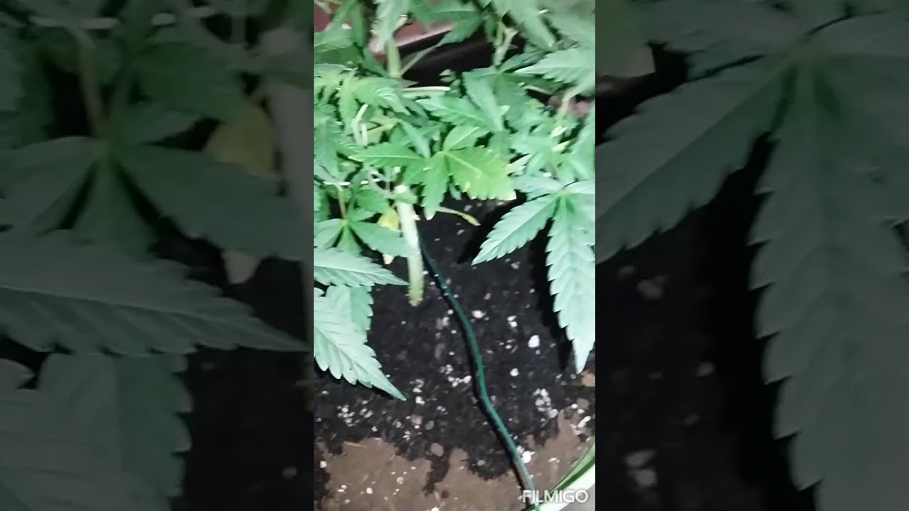 Update on the White widow Auto from Crop King Seeds :D