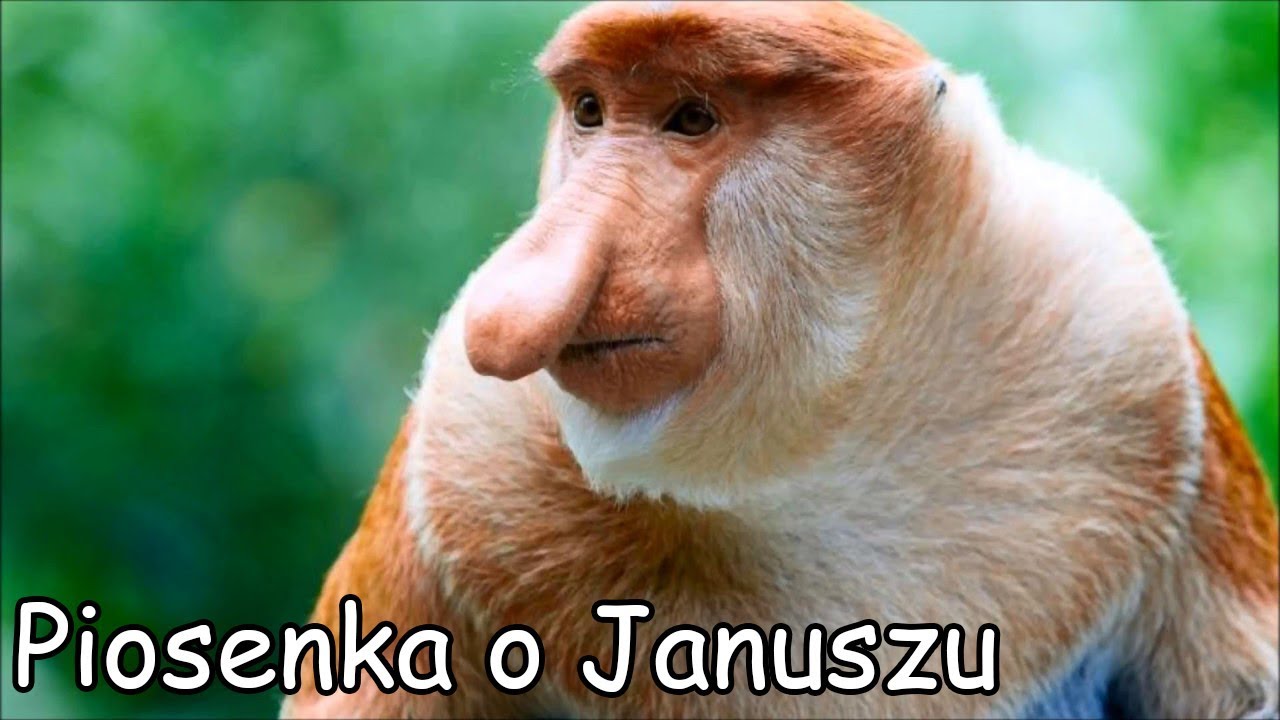 Piosenka o Januszu (Ogórek, Ogórek, Ogórek-Parody)