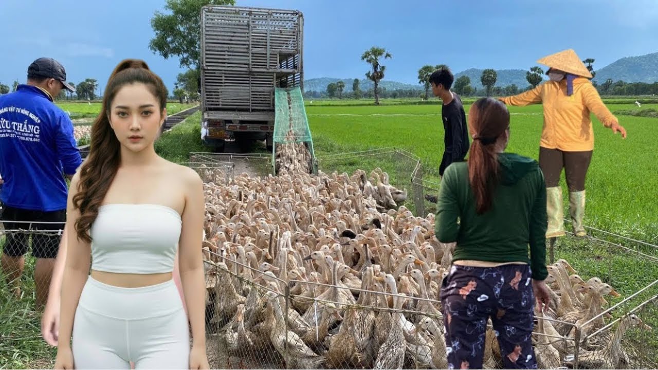 A close-up image shows 20,000 ducks being transported by truck to a desolate area.