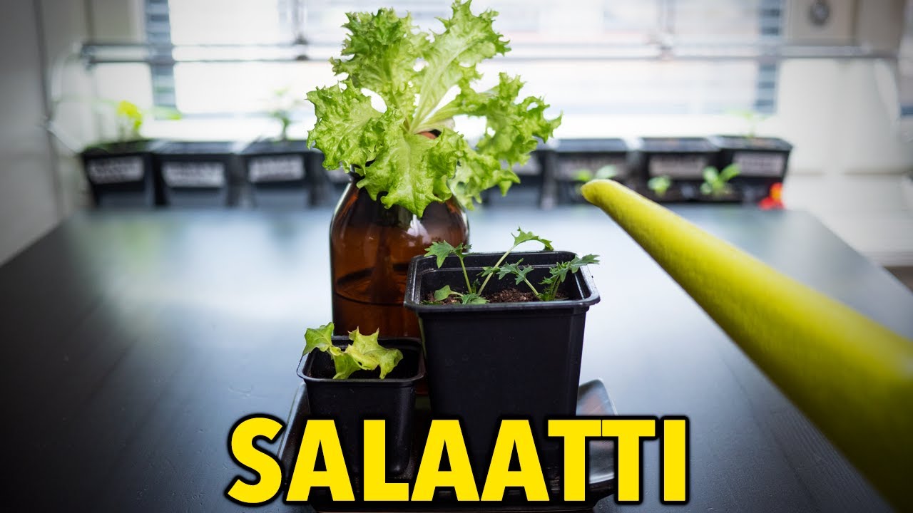 Salaatin kasvatus - Tarkat ohjeet, joilla saat satoa