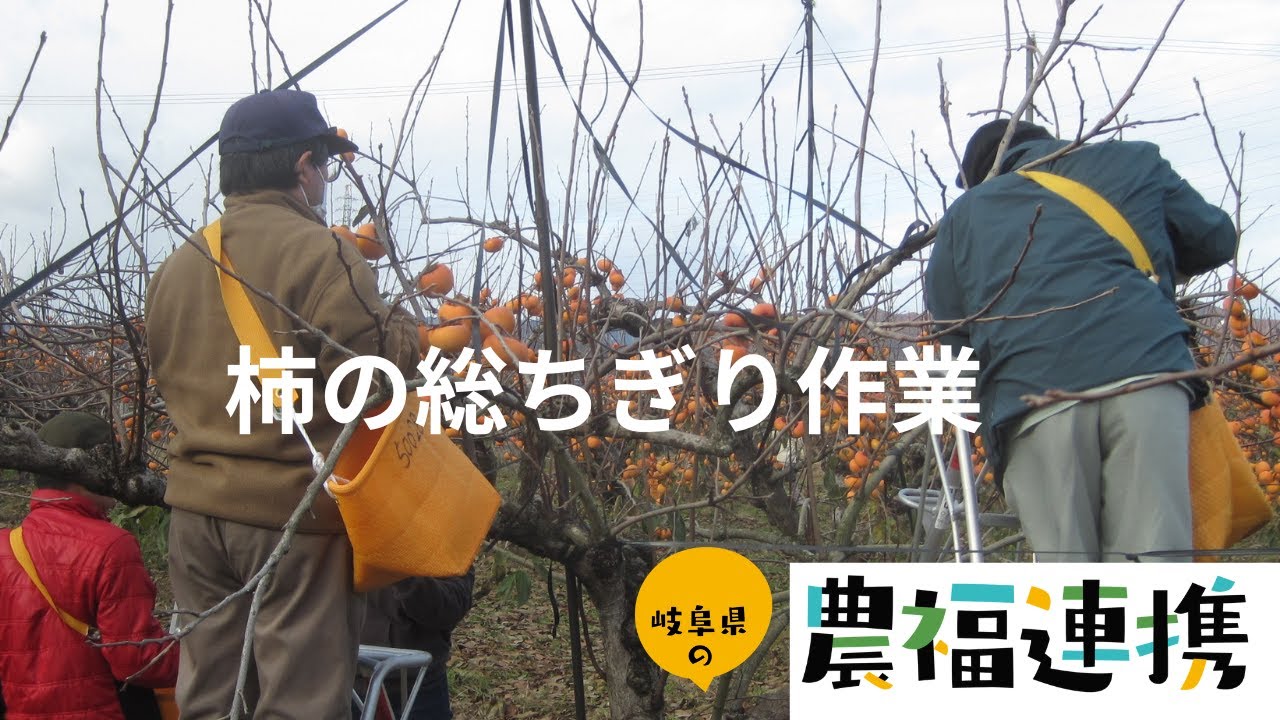 柿の総ちぎり作業