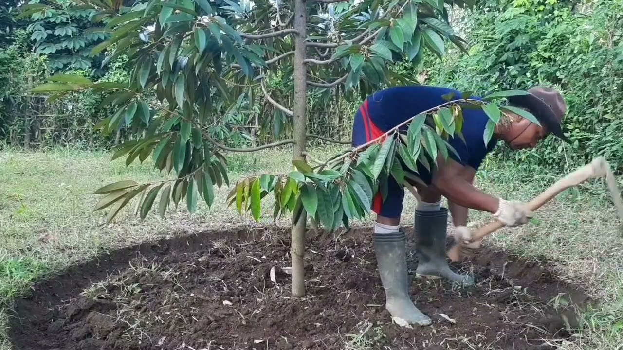 Pruning dan Penggemburan Durian