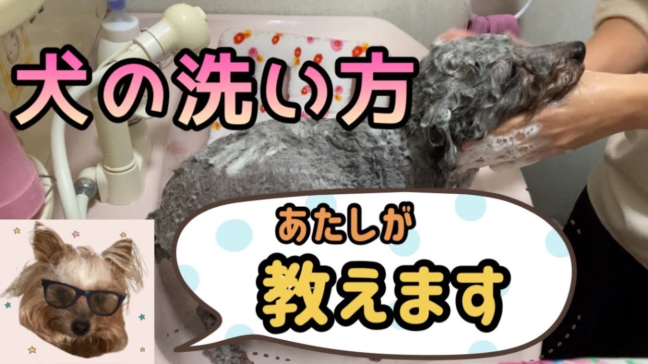 犬が犬の洗い方教えます！洗ってるのはトリマー。初心者向け／トイプードル／犬のシャンプー【関西弁でしゃべる犬】