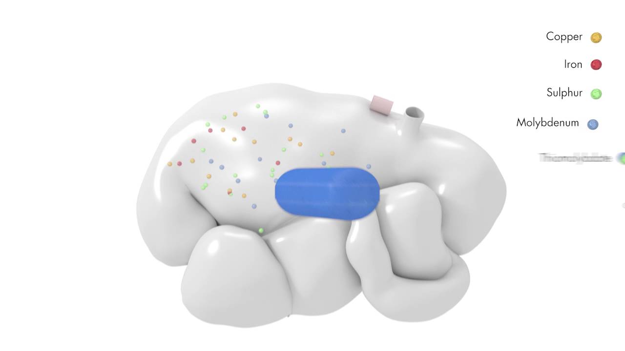 Coseicure and Cosecure Bolus - how it works