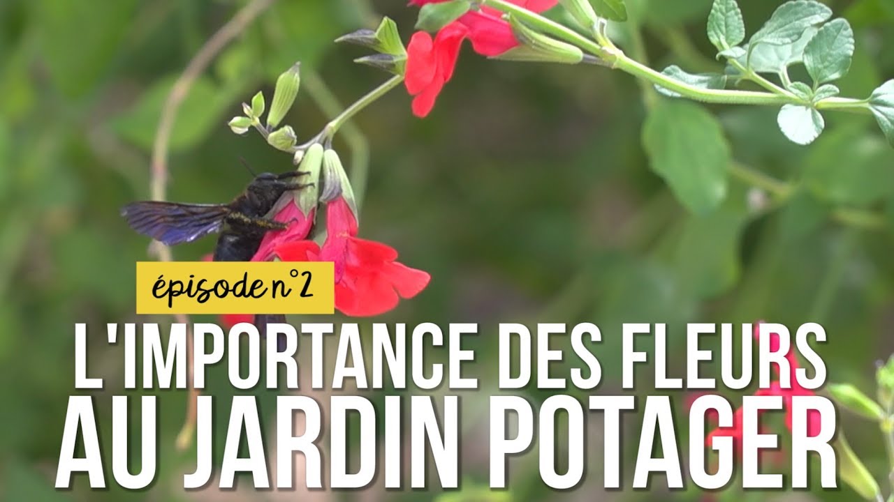 Mon jardin sans pesticides épisode n°2 : l'importance des fleurs au jardin potager
