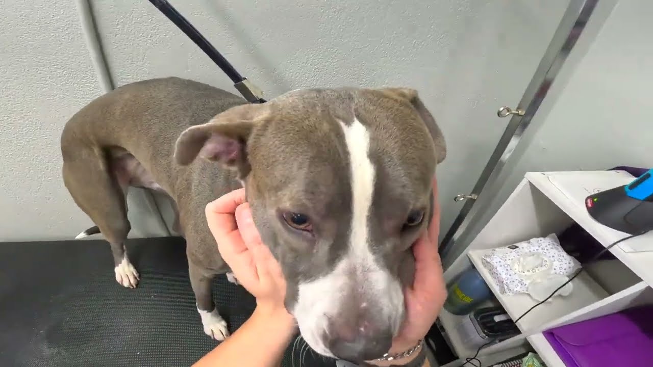 Nervous Pit Bull Mix Gets Groomed With Care