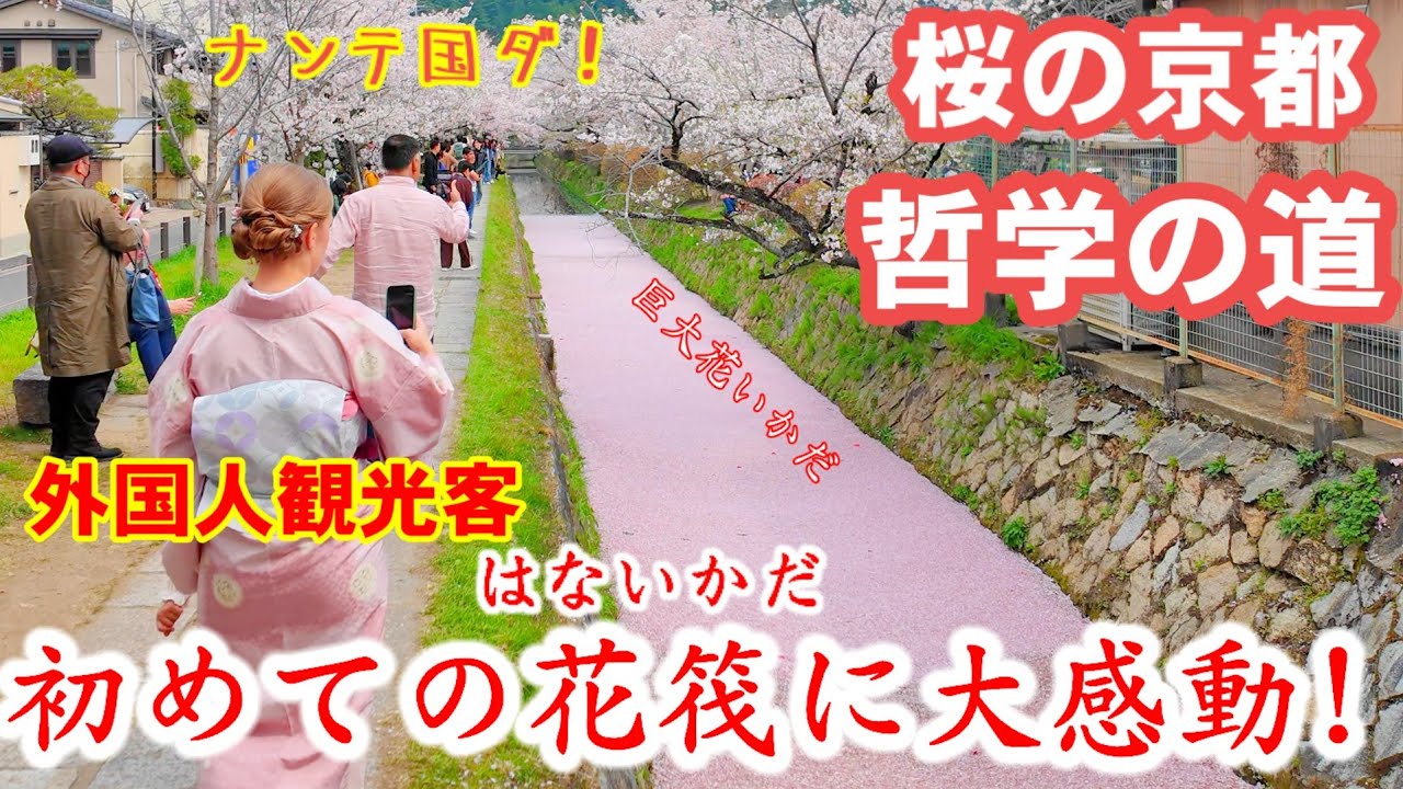外国人観光客 初めての花筏に大感動！【桜の京都哲学の道】の巨大花筏と散り始めた桜道