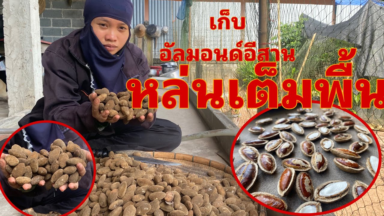 เก็บหมากบก!! บนเขาหล่นเต็มพื้น? เม็ดใหญ่ๆเก็บไปขาย สร้างรายได้ 23/11/68