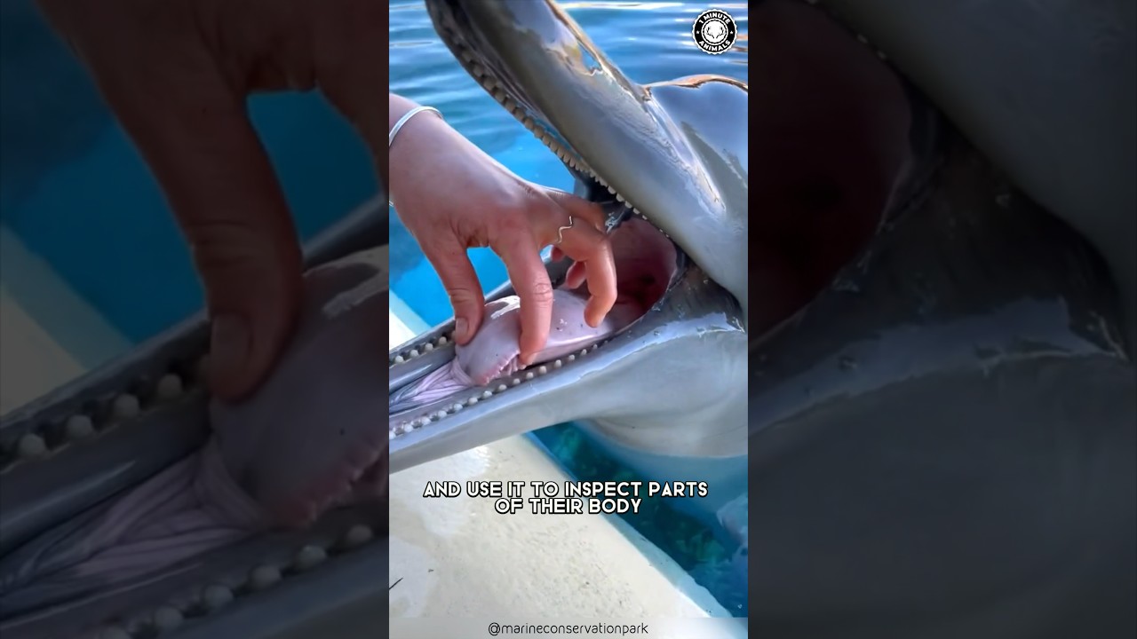 Дельфины 🐬 Потрясающий интеллект!