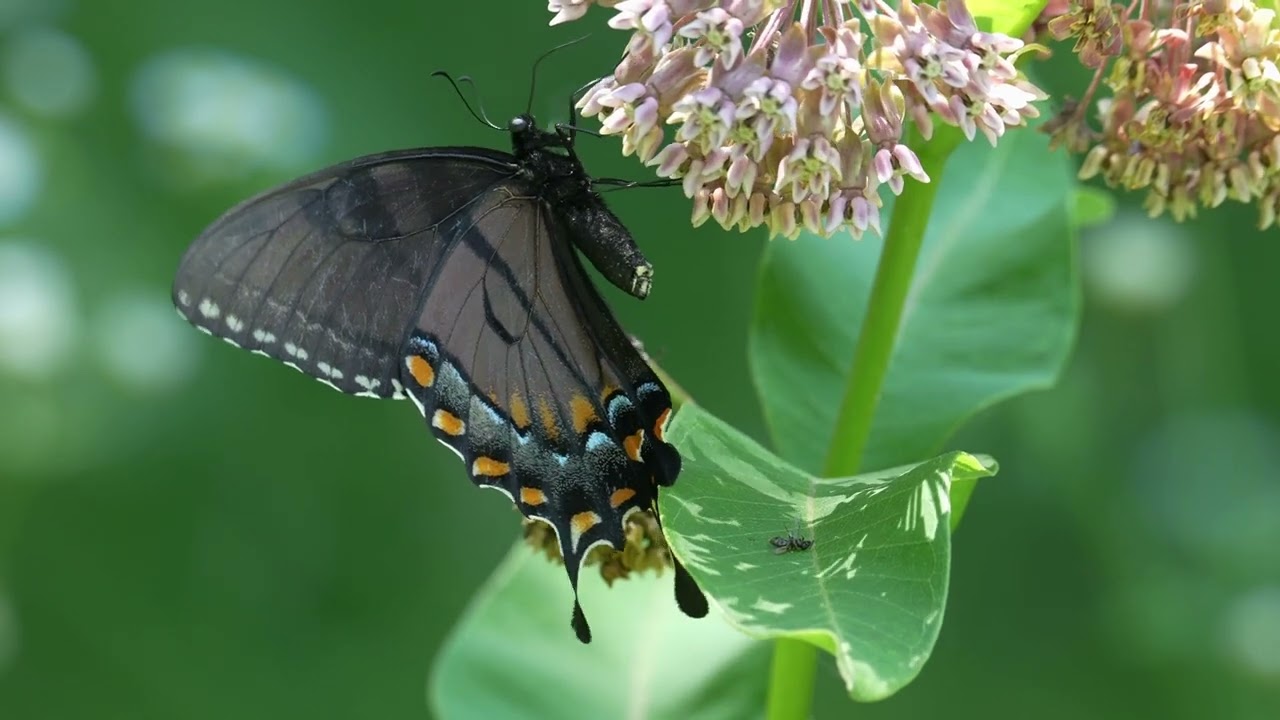 Butterflies