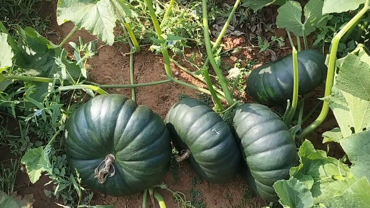 ENZA ZADEN -MAHABALI -PUMPKIN@agriculturethewayoflife