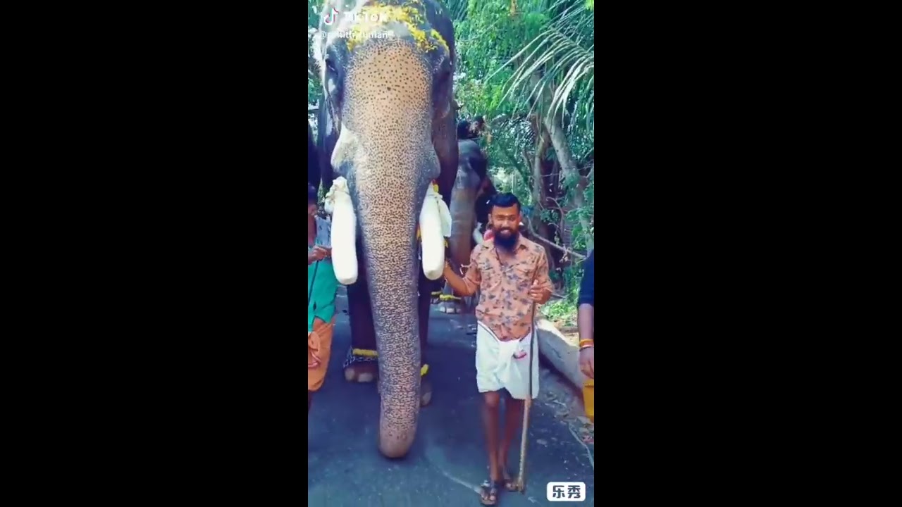 ചിറക്കൽ കാളിദാസനും മാമ്പിയും chirakal kalidasan and mampi