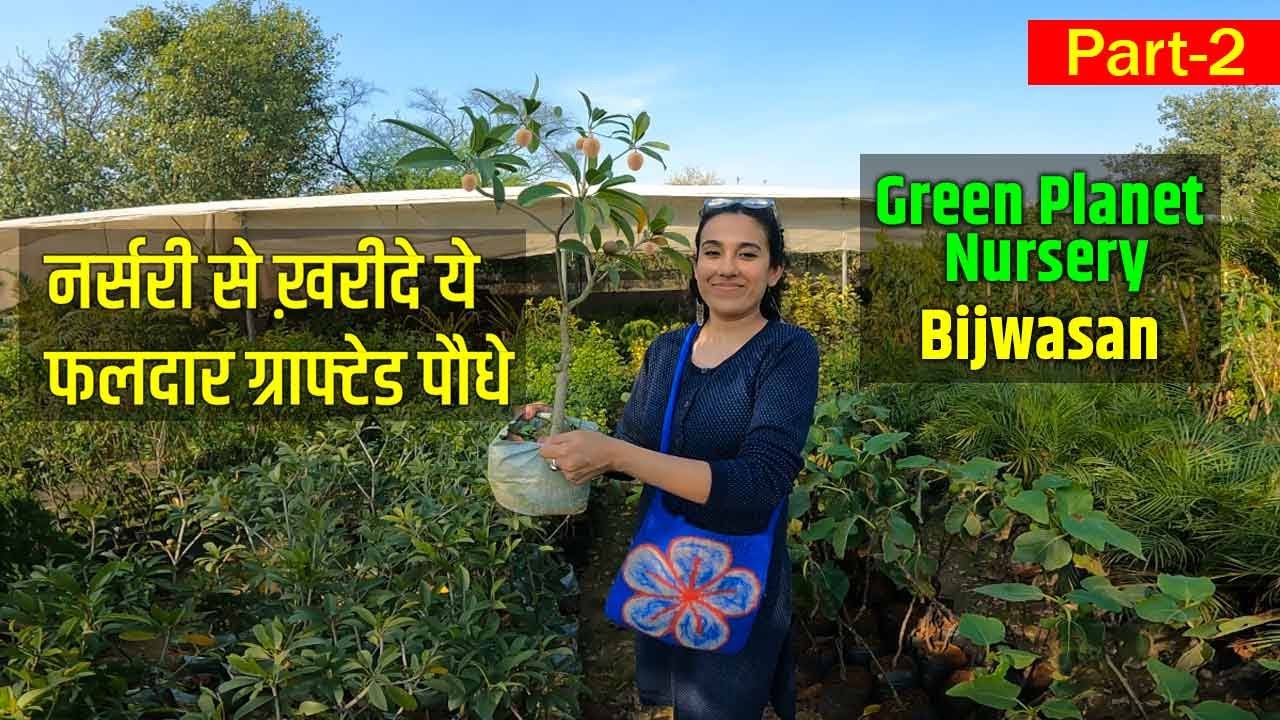 फलदार ग्राफ्टेड पौधे | Fruit Plant Nursery in Gurgaon | Green Planet Nursery Bijwasan