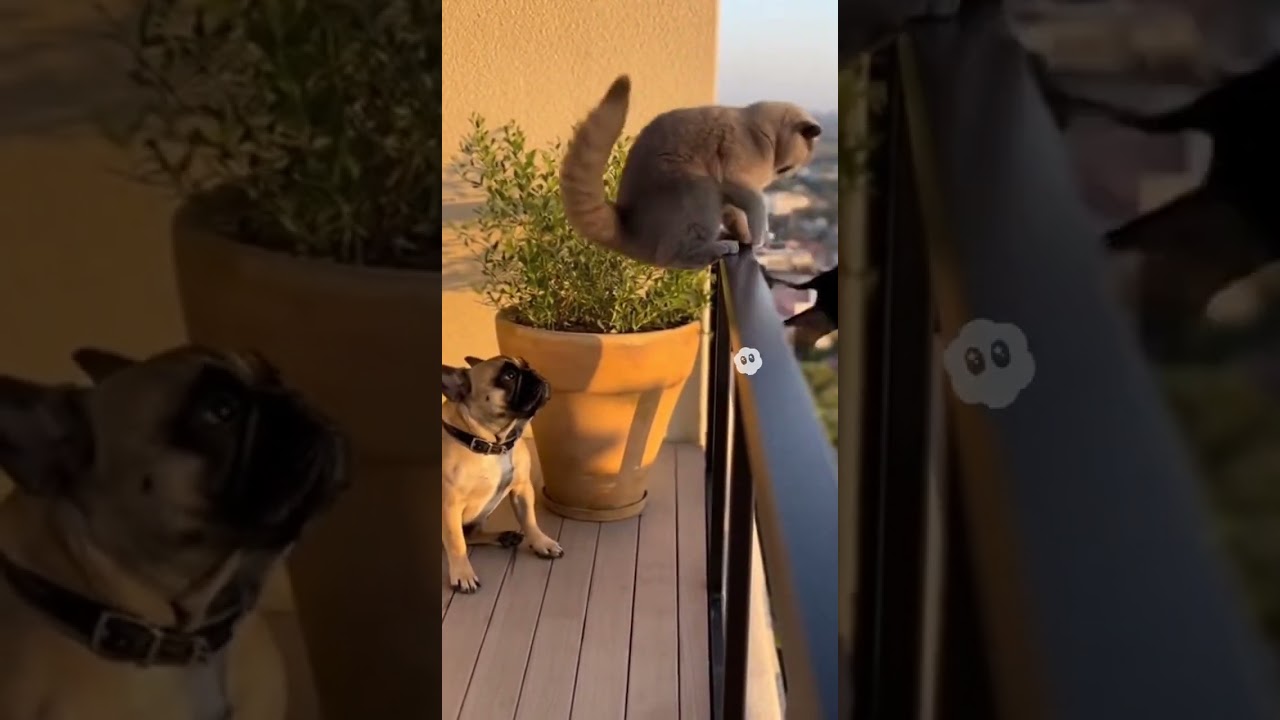 A crow landed on the balcony, and the cat made sure it didn&rsquo;t stay #frenchbulldog #cat #crow