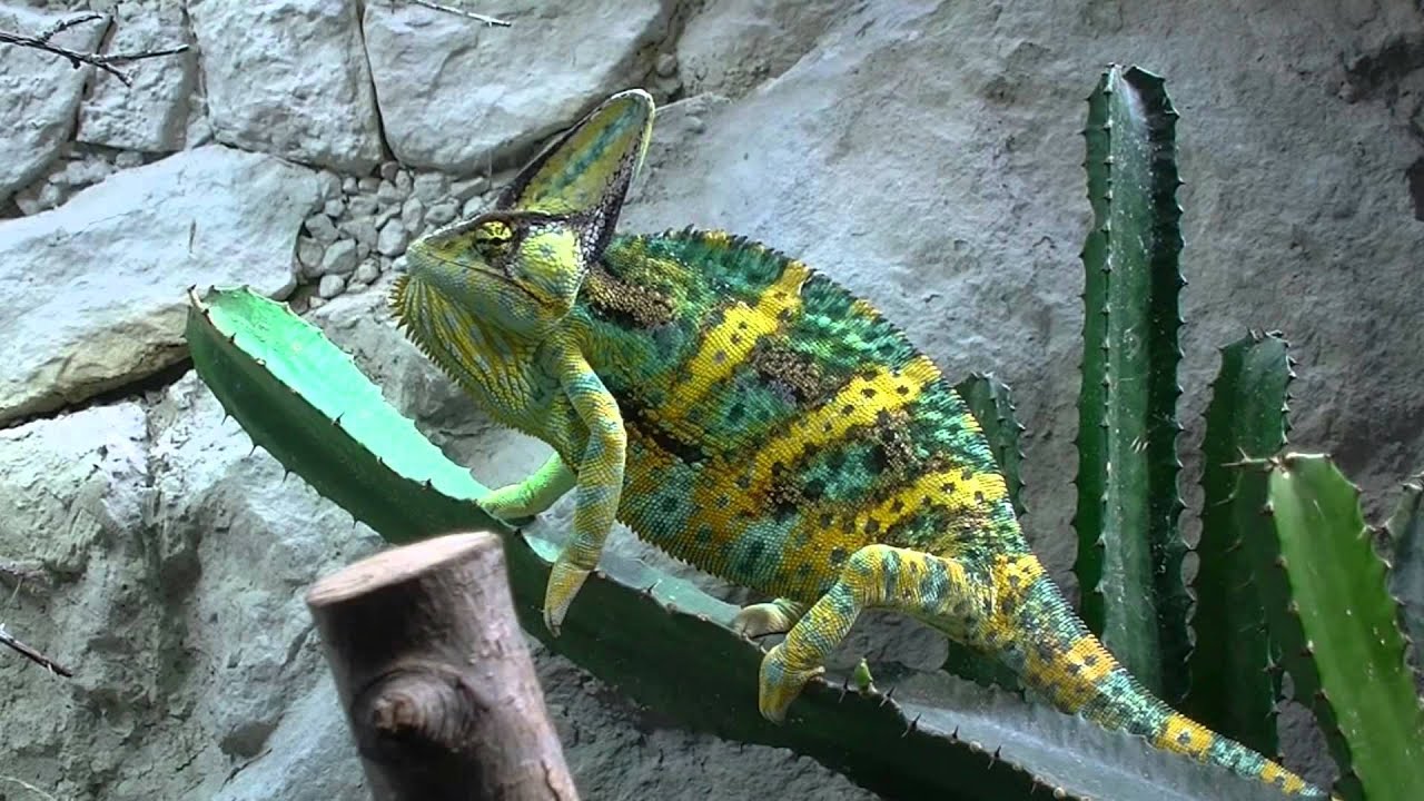 Der Kölner Zoo