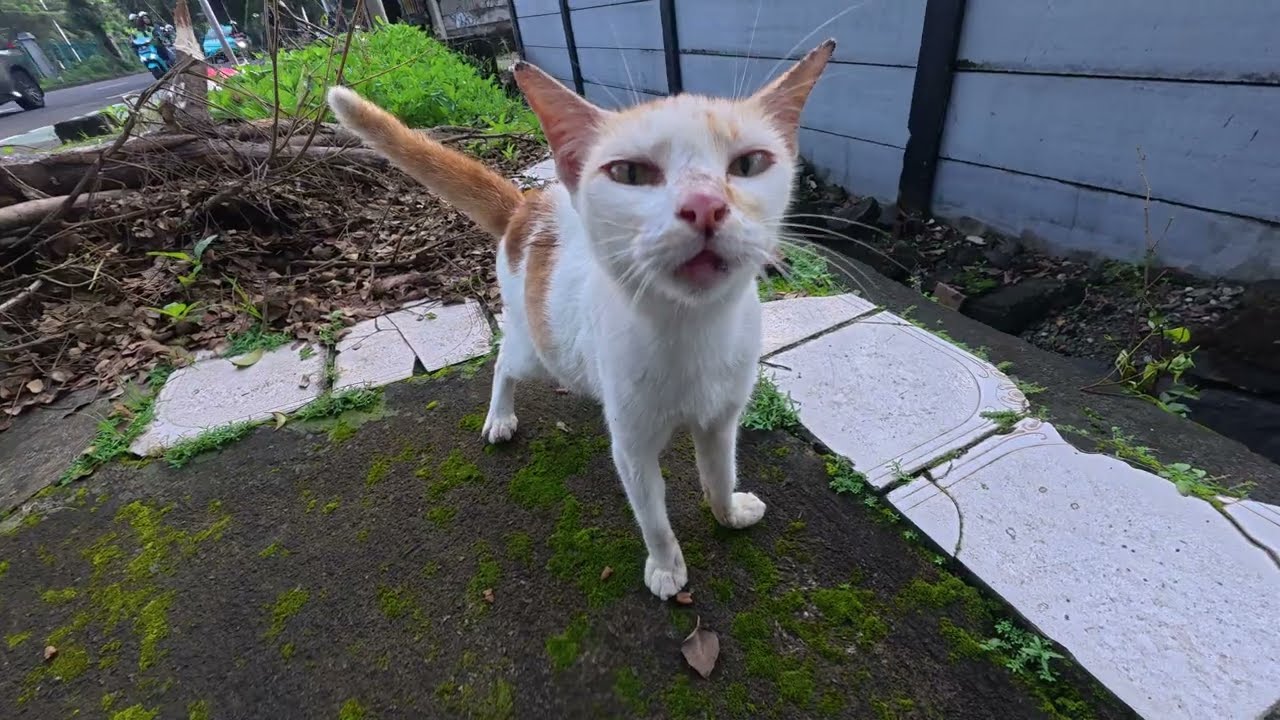 This Cat Won’t Stop Bothering His Friend During Mealtime 😹🐾