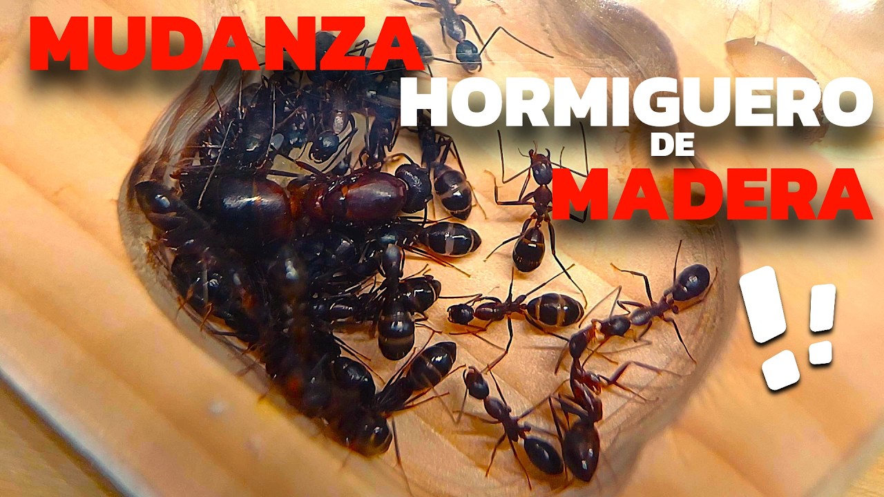 HORMIGUERO de Madera vs CAMPONOTUS?