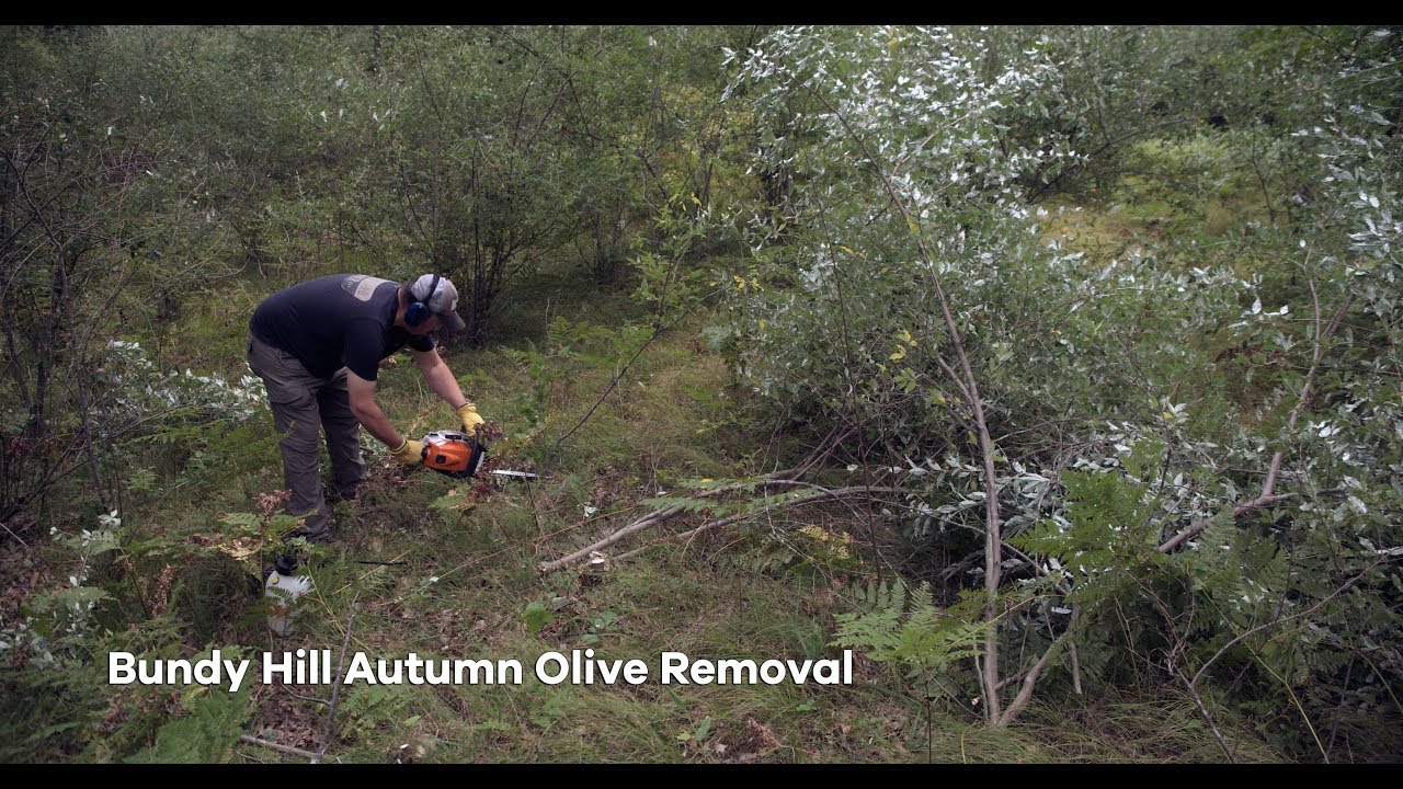 Bundy Hill Autumn Olive Removal
