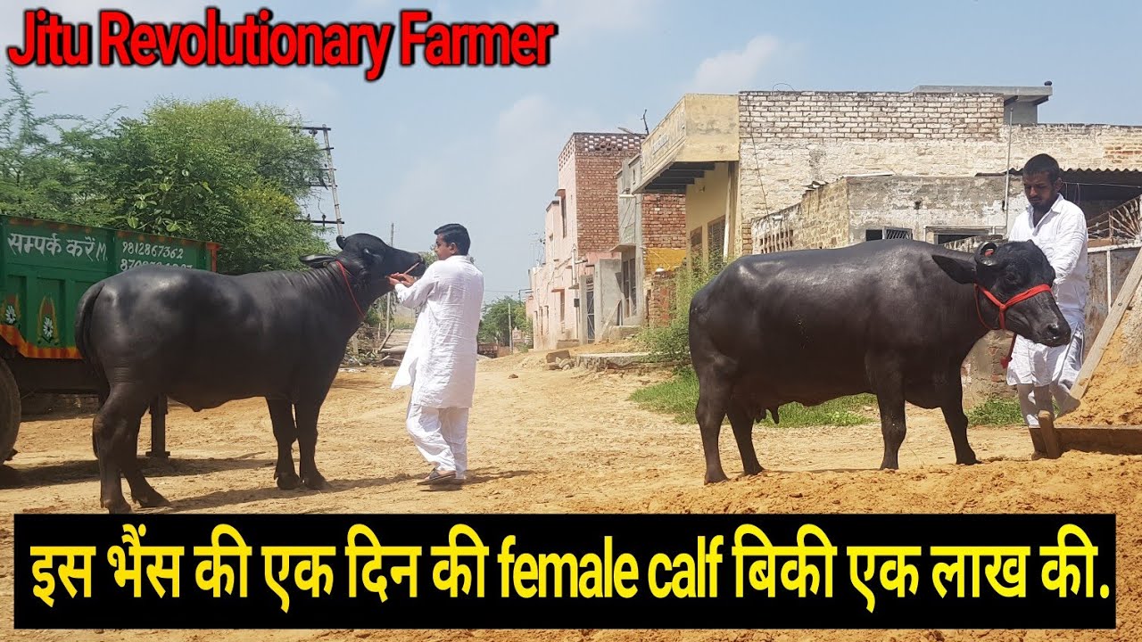 👍Asian Champion -Murrah Buffalo (Milk 27.100 Kg per day)@Village Singhwa Khas👍