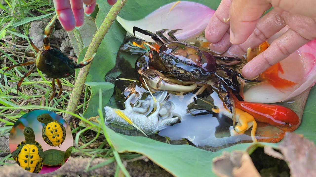 The Most Unexpected Field Catch Ever! Carp, Guppy, Goldfish, Koi & Turtle!