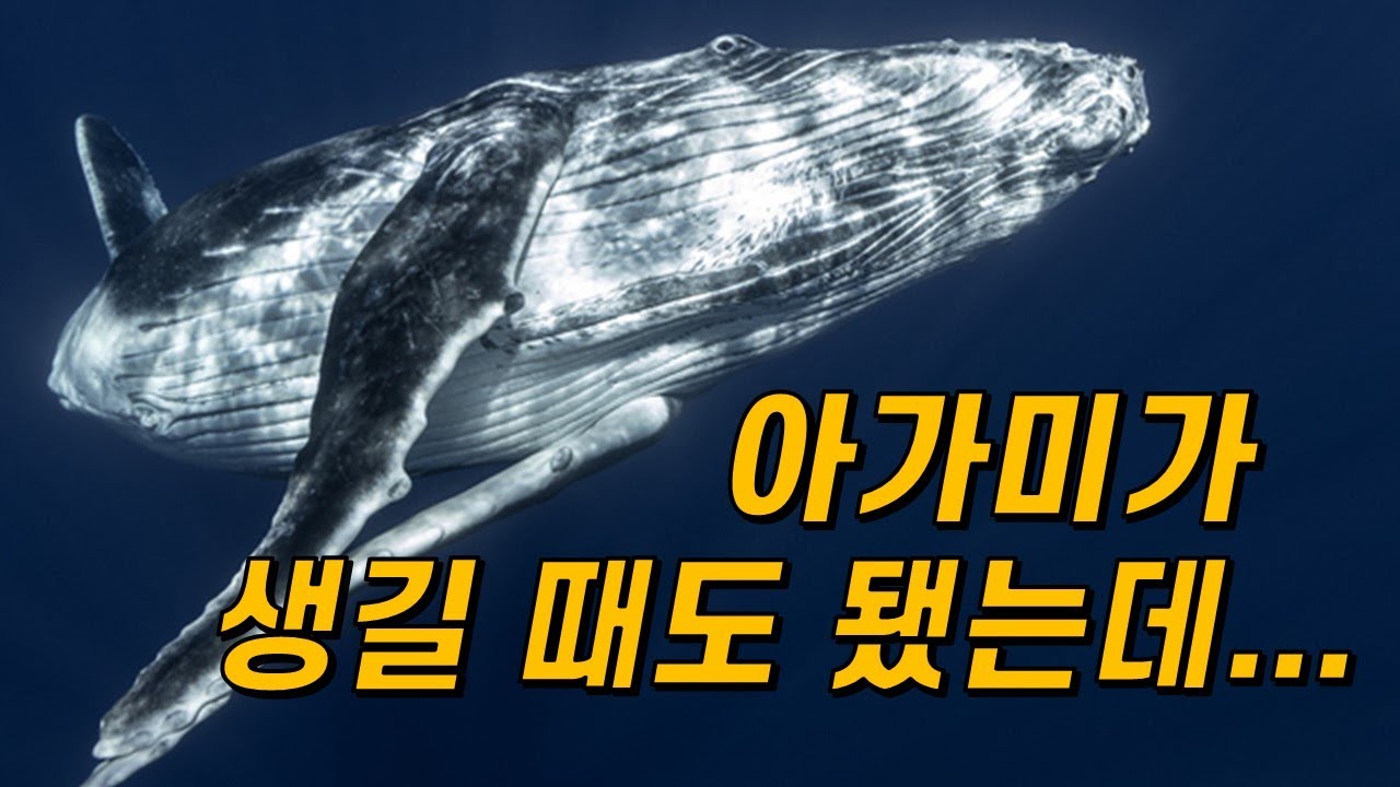 🐋고래에겐 왜 아가미가 진화하지 않았을까?｜물에 산 지 4,800만 년이나 됐는데...