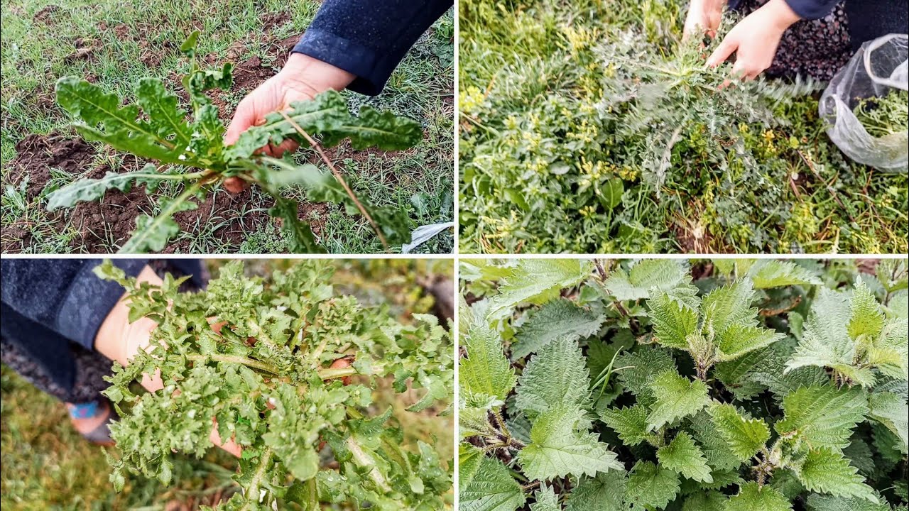 Жизнь в Черноморском регионе 🌿 Сельская жизнь с лекарственными растениями и дикорастущими травами