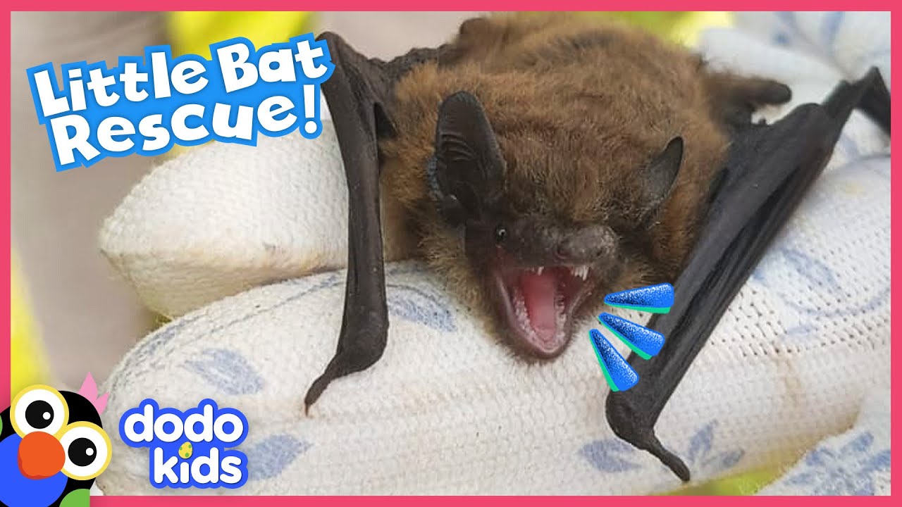 Tiny, Fingernail-Sized Bat Discovers He Has Wings! | Dodo Kids | Rescued!