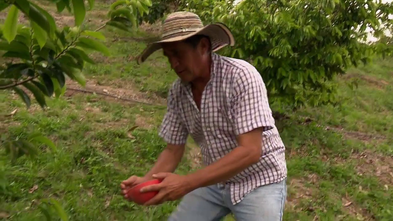 Requerimientos agronómicos del cultivo de guanábana | La Finca de Hoy