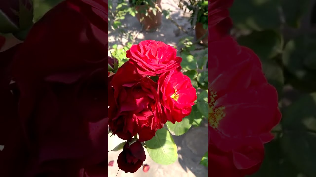 2 1 red climbing rose plant / Popular Types of Roses to Beautify Your Garden / gulab ki bel 
