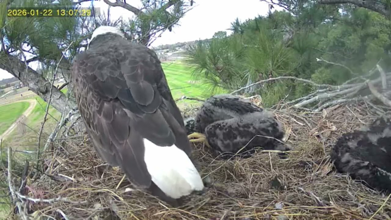 Eagle cam!!