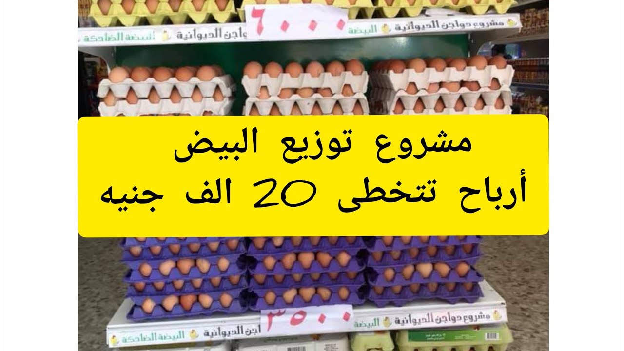 مشروع توزيع البيض بكامل التفاصيل معدوم الخساره أرباح شهريه مضمووونه 💰😃