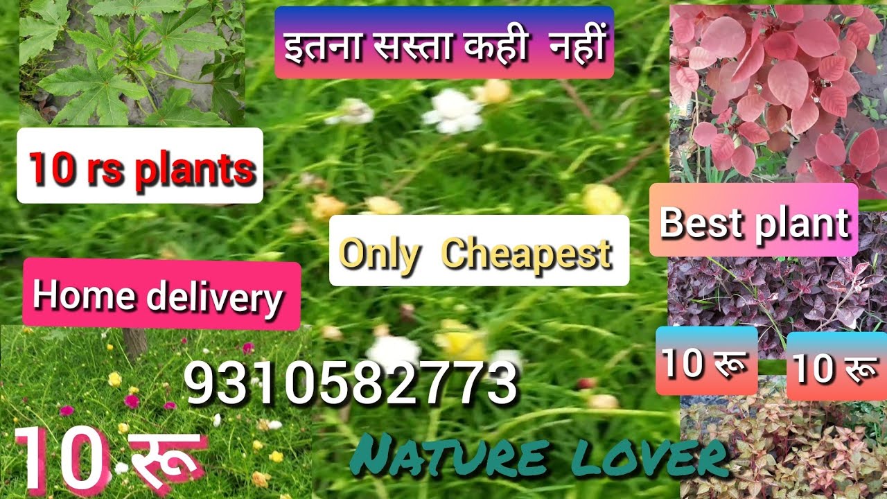 Sabse saste plants. nursery tour cheapest nursery visit. wholesaler plants ?