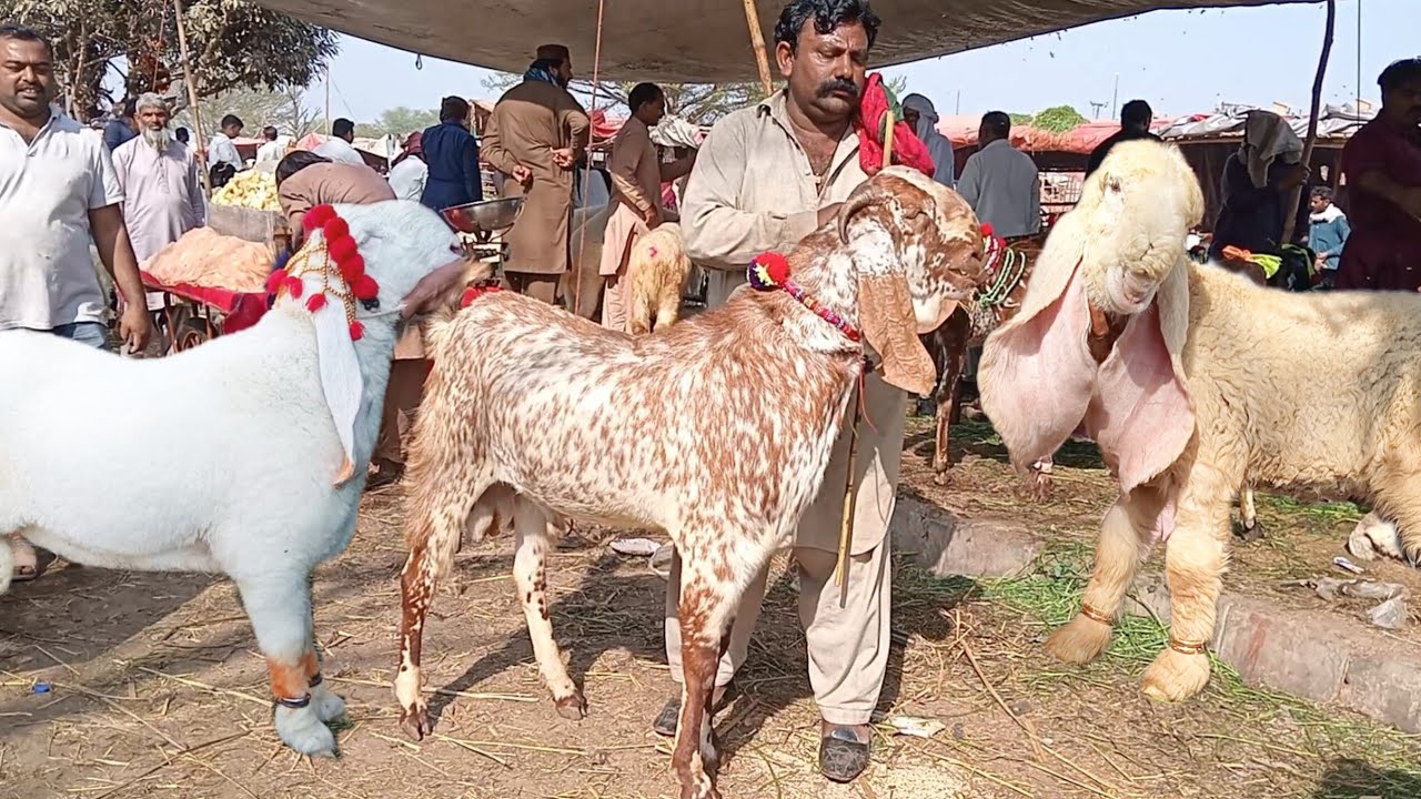 Lahore Bakra Mandi update makkhi ji ne bakre Amritsari bhital bakre kajale chhatre Mundra chhatre 
