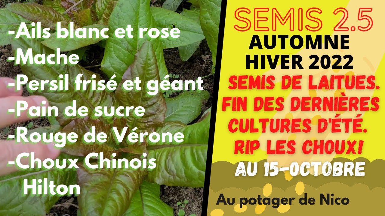 Plantations, semis mi octobre 💦 sous la serre. Fin des dernières cultures de tomates, d'aubergines.