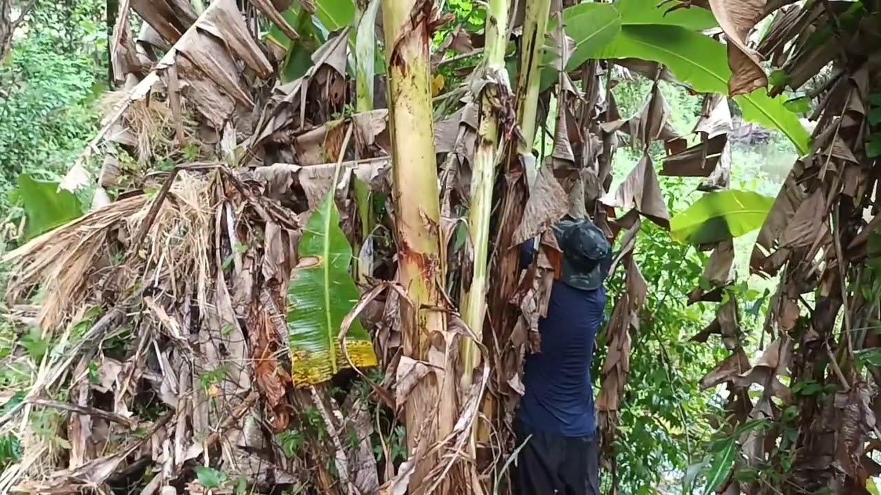HOJE IREMOS ABRIR CAMINHO PARA PEGAR UM CACHO DE BANANA.