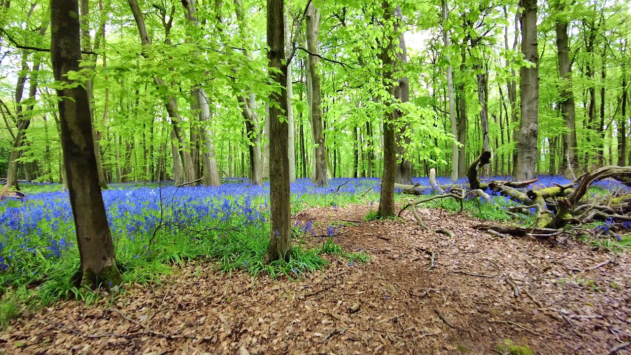 A bluebell walk at Ashridge Estate, Hertfordshire