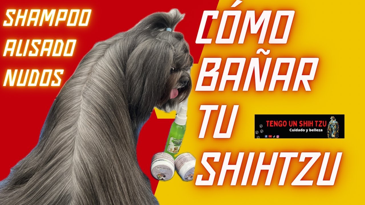 CÓMO BAÑAR TU PERRO SHIHTZU