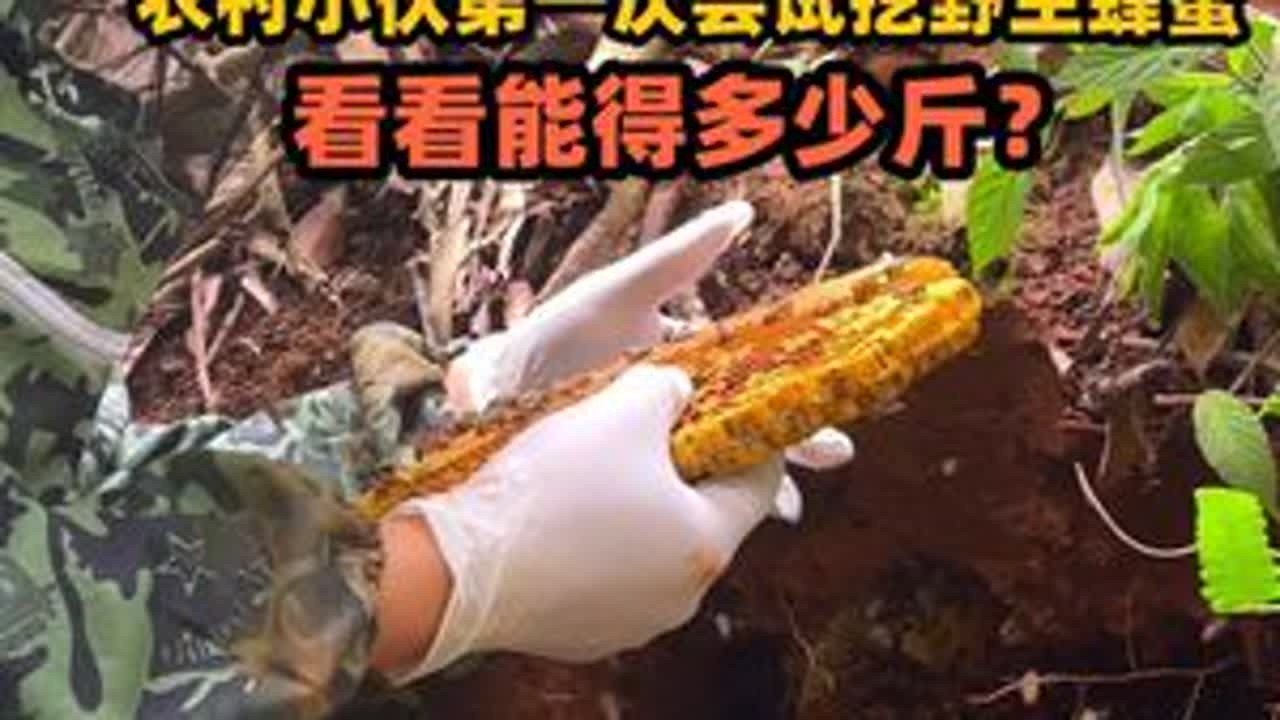 农村小伙挖山货时发现一窝野生蜜蜂，挖出来看看有没有蜜？ #农村 #蜂蜜 #野生 #我的乡村生活 #土茯苓