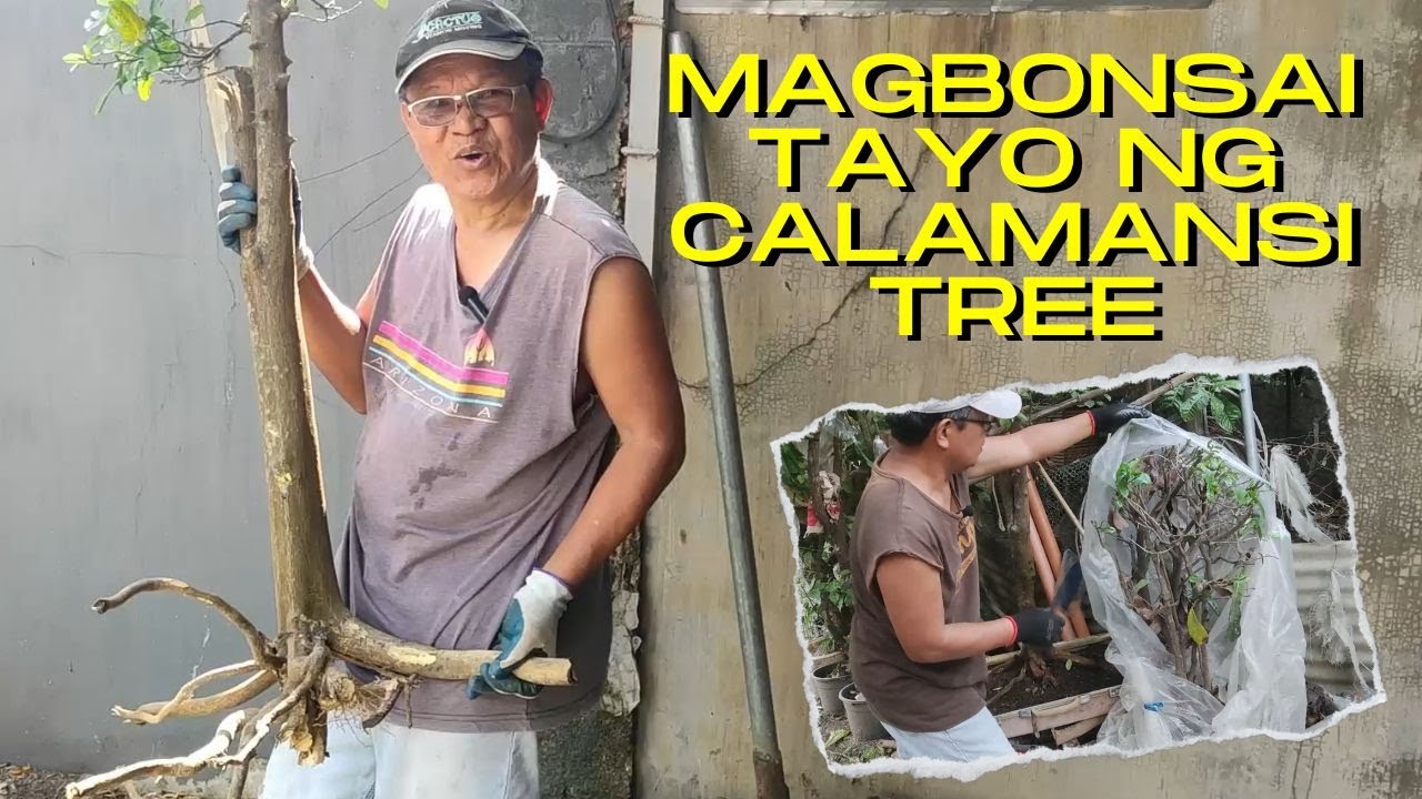 Calamansi Tree - from Soil to Bonsai pot