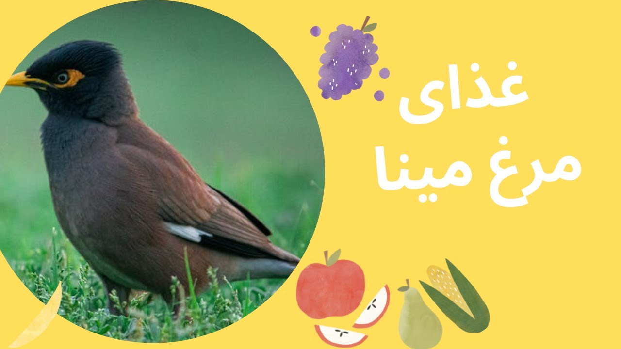 غذای مرغ مینا