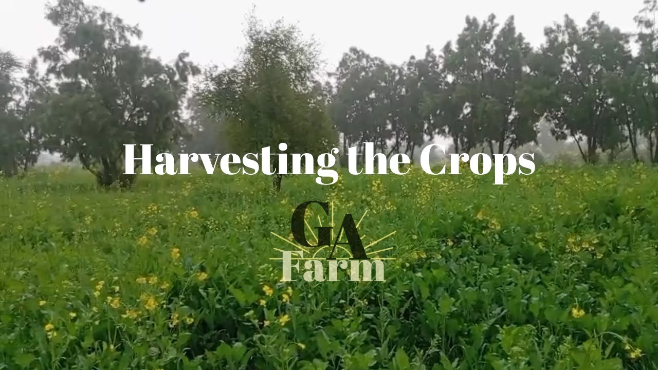Green Acres Farm - Harvesting the Crops