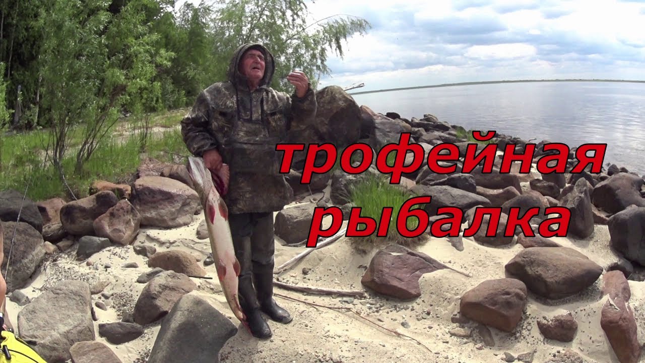 Клёвая рыбалка на Оби. Трофейная щука.