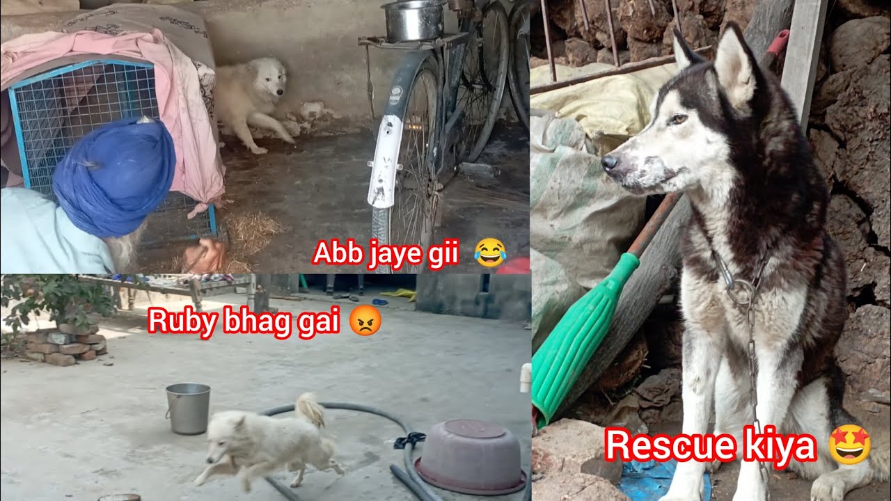 Ruby bhut dhor bhag gai 😡 But Rescue dog ko 😥 || Ruby nai mujhe gira diyya 😩