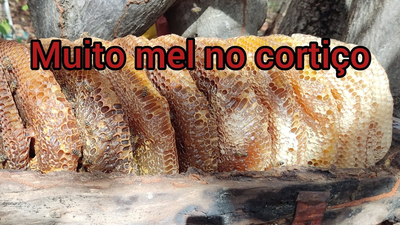 o tronco tinha bastante mel #abelha #italiana #meldeabelha  #nordestebrasileiro #bahia #maracás