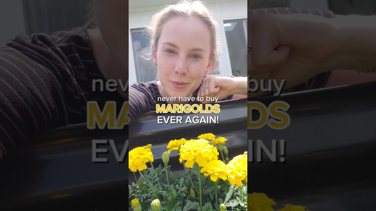 How to save your own marigold seeds! 🌼 #gardening #savingseeds #gardenhacks #mygarden #flowerseeds