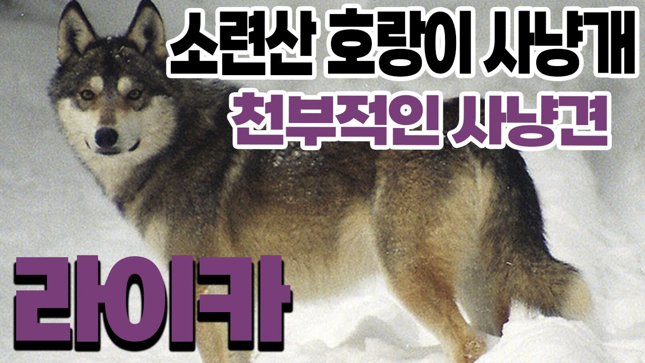 '👍전 세계 사냥 No.1 사냥개 라이카(Laika) '