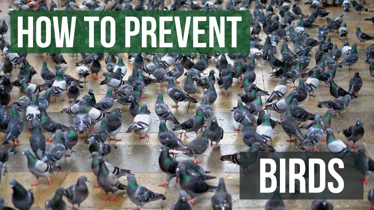 How to keep birds away from your building or property