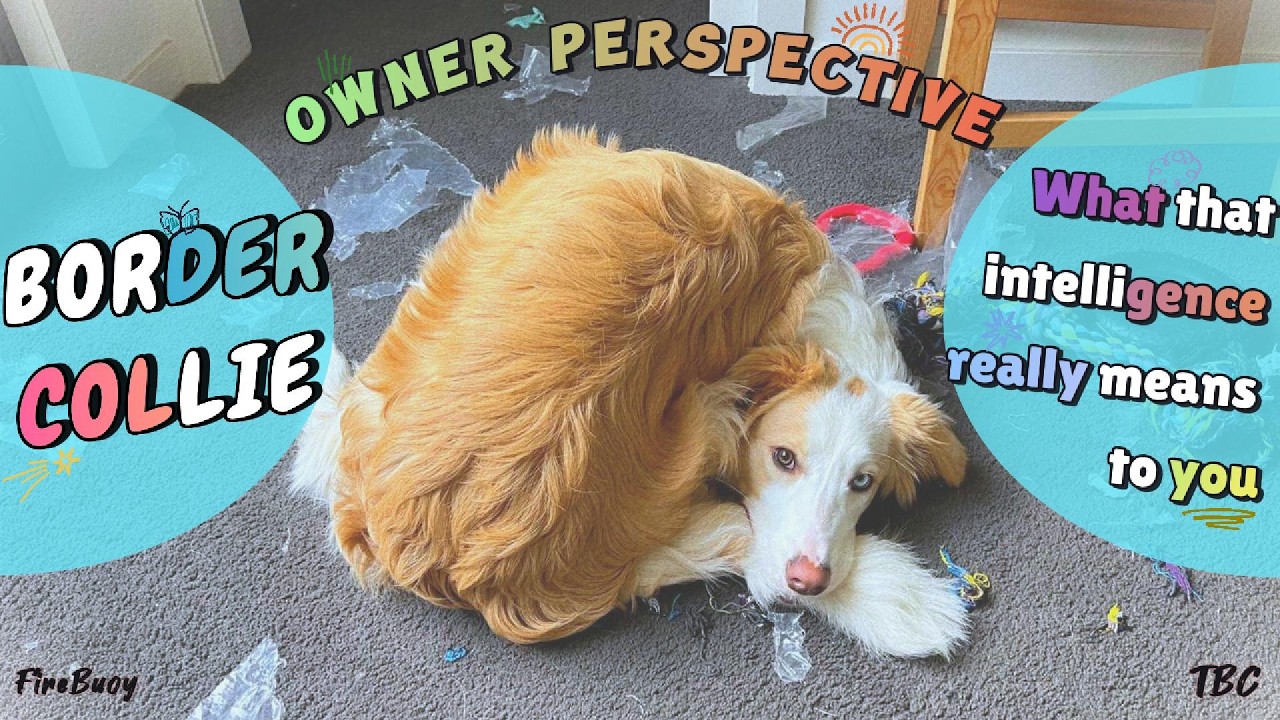 001 Border Collie - What That Intelligence Really Means to You (Owner Perspective)